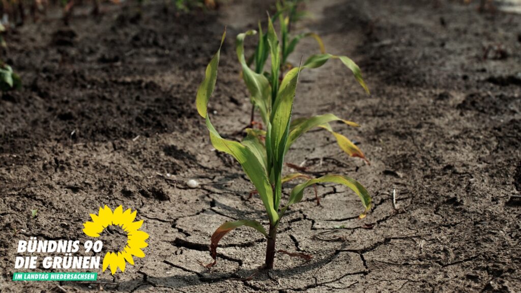 Kleine, ungesund aussehende Maispflanzen stehen auf einem rissigen, trockenen Boden in Reihe.