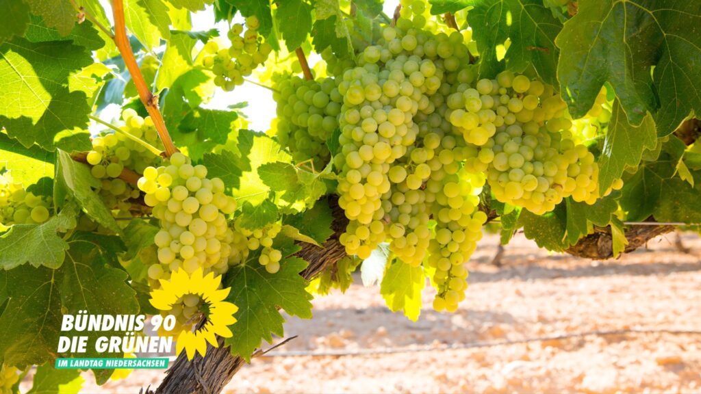 Viele Weintraubenreben hängen an einem Baum.