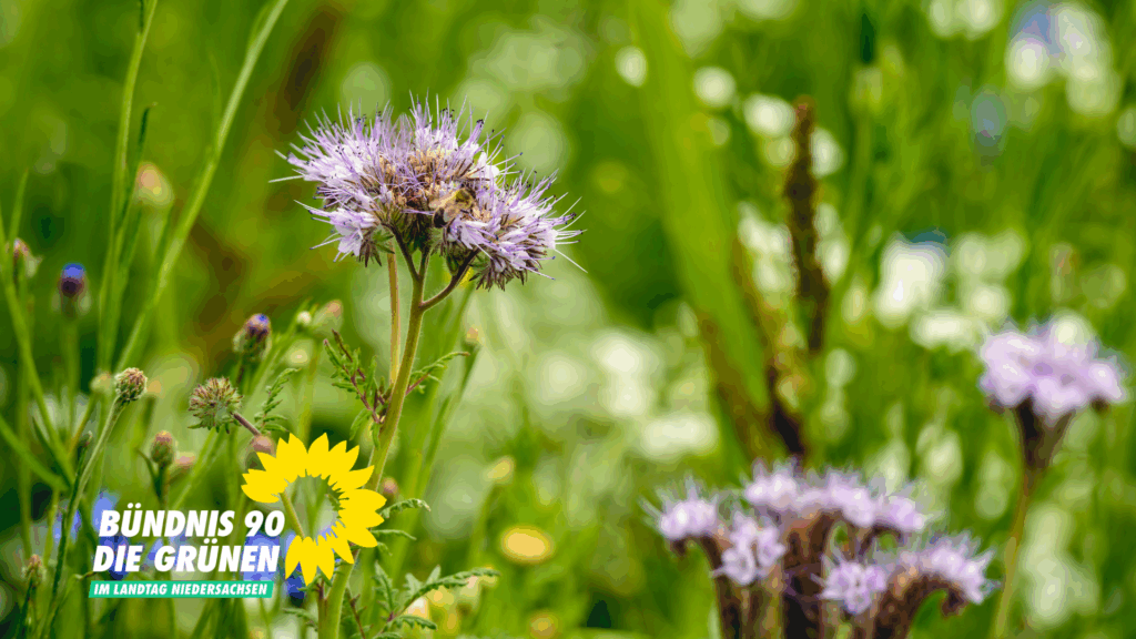 Eine Wiese mit Blumen und Gräsern.
